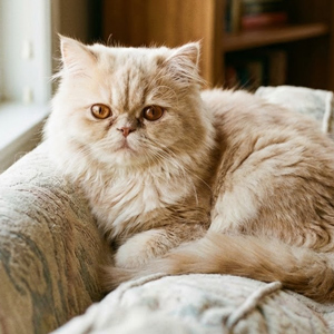 Persian cat