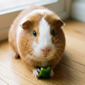 Guinea pig