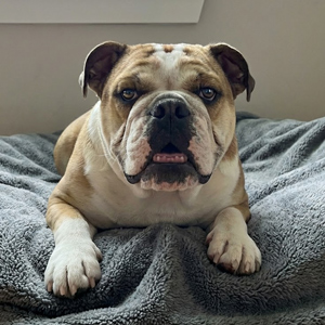 English bulldog