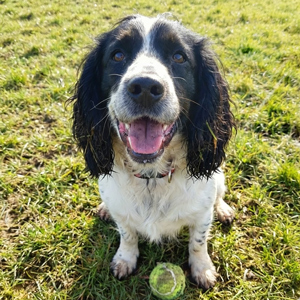 Springer spaniel